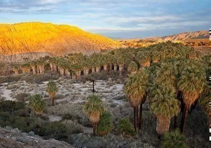 Wild California fan palms in the Coachella Valley Preserve oasis at golden hour with red mountains behind