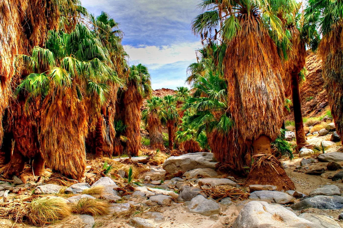 Palm Canyon oasis trail in Indian Canyons Palm Springs with California fan palms