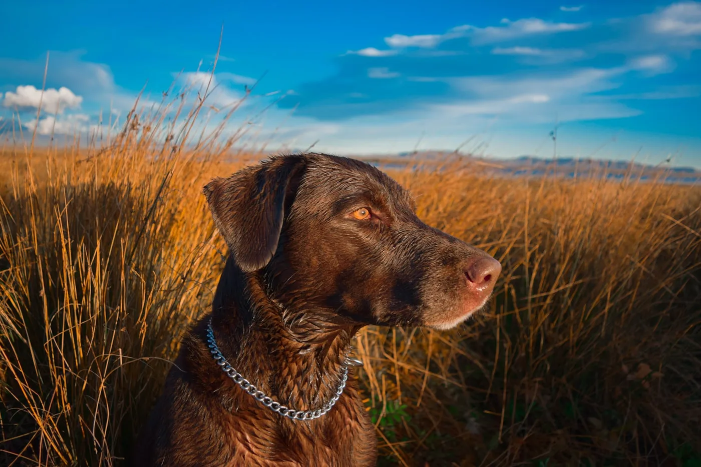 Dog relaxing at a pet-friendly desert vacation rental in Palm Springs area
