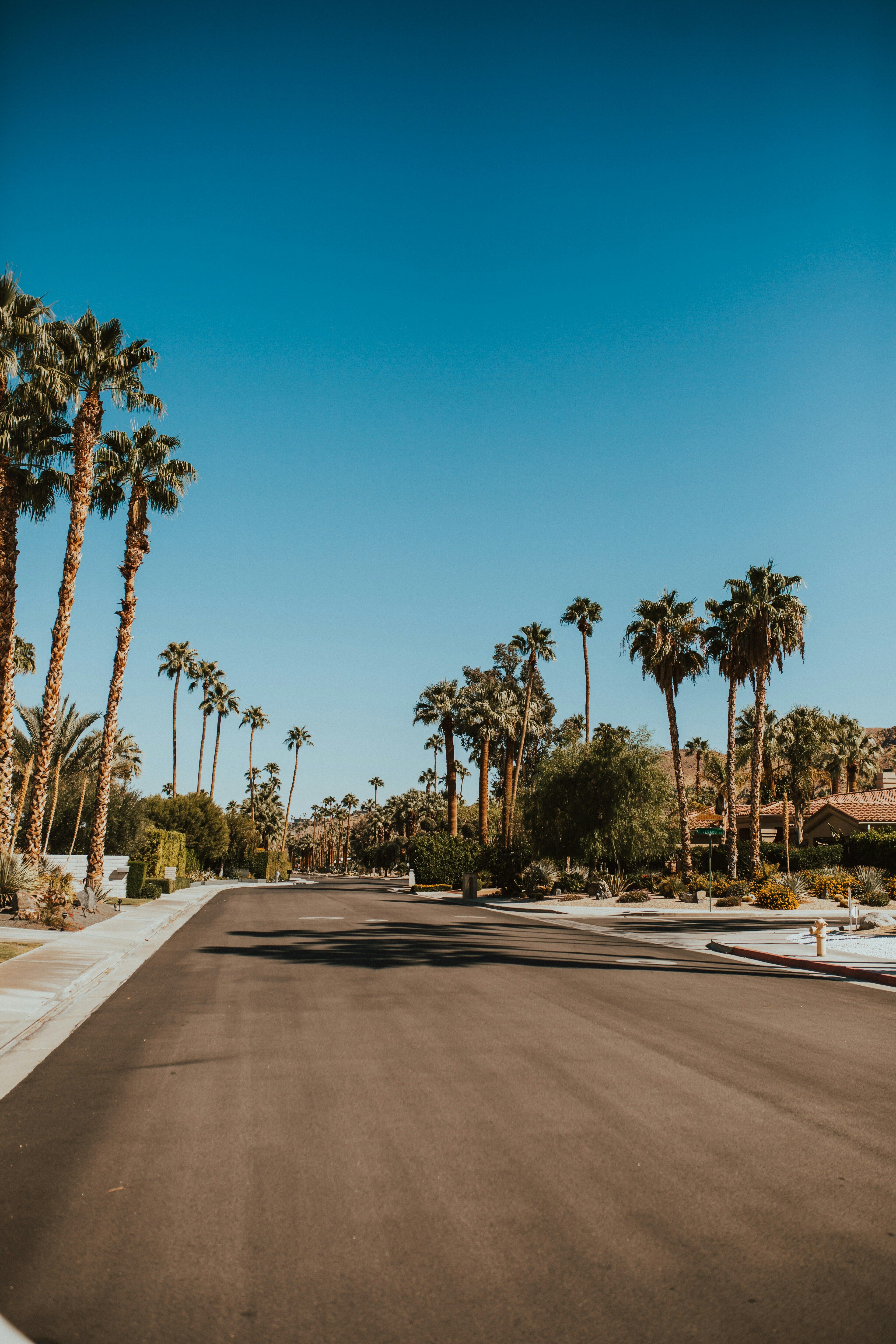 Palm tree-lined street in Palm Springs under a clear blue sky with mountain views in the distance