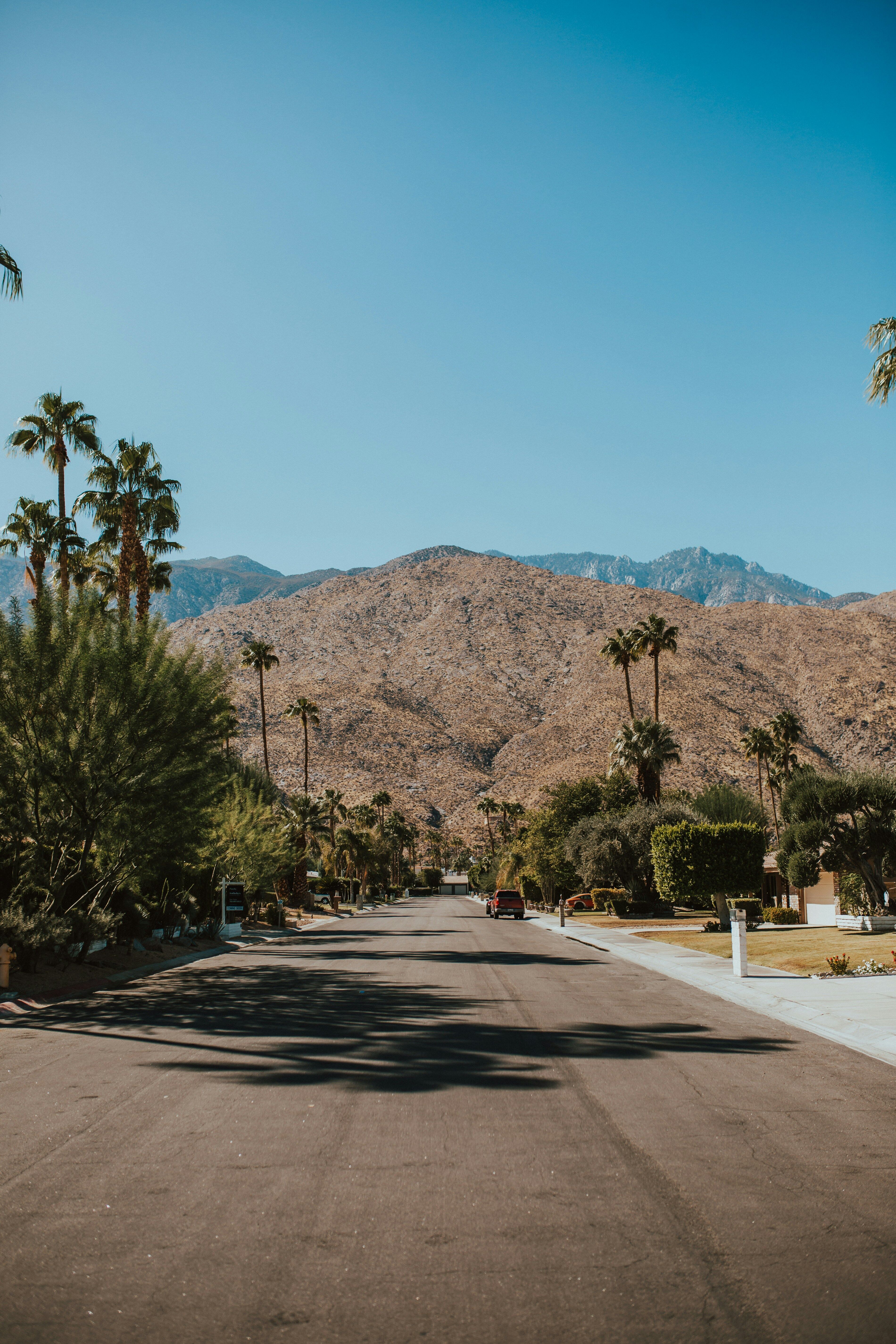 Quiet Palm Springs residential street lined with palm trees and San Jacinto mountain backdrop at midday