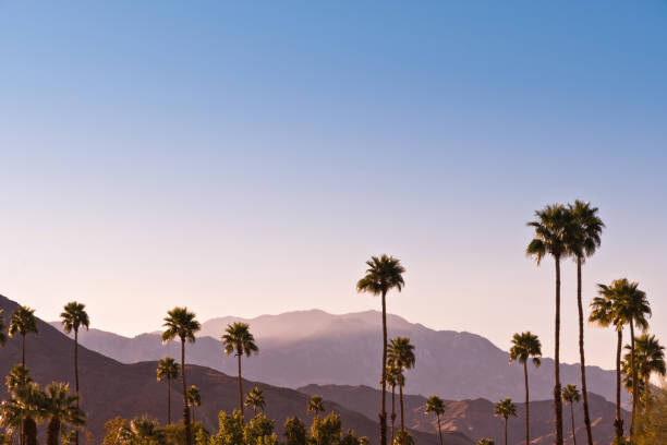 Desert palm trees at sunset in the Coachella Valley